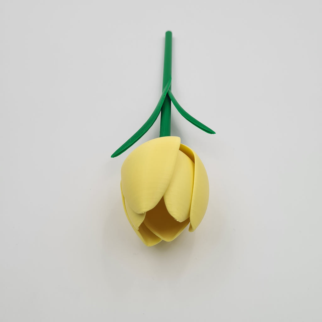 Tulipaner