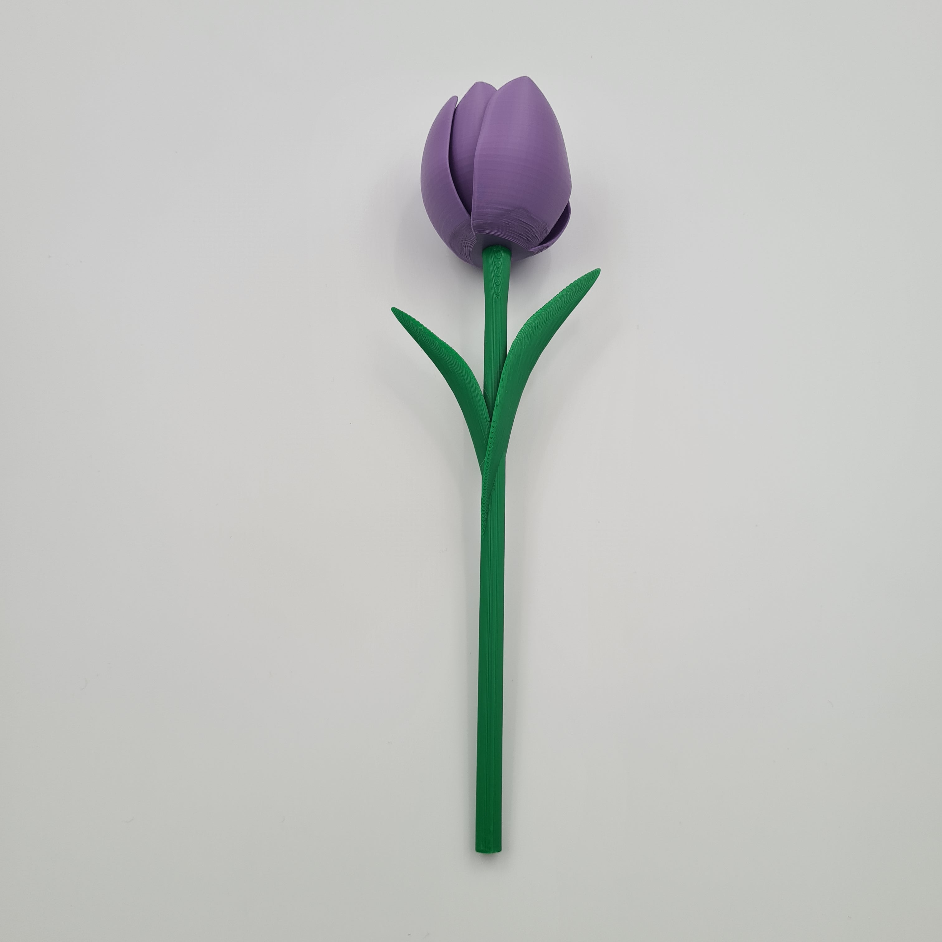 Tulipaner