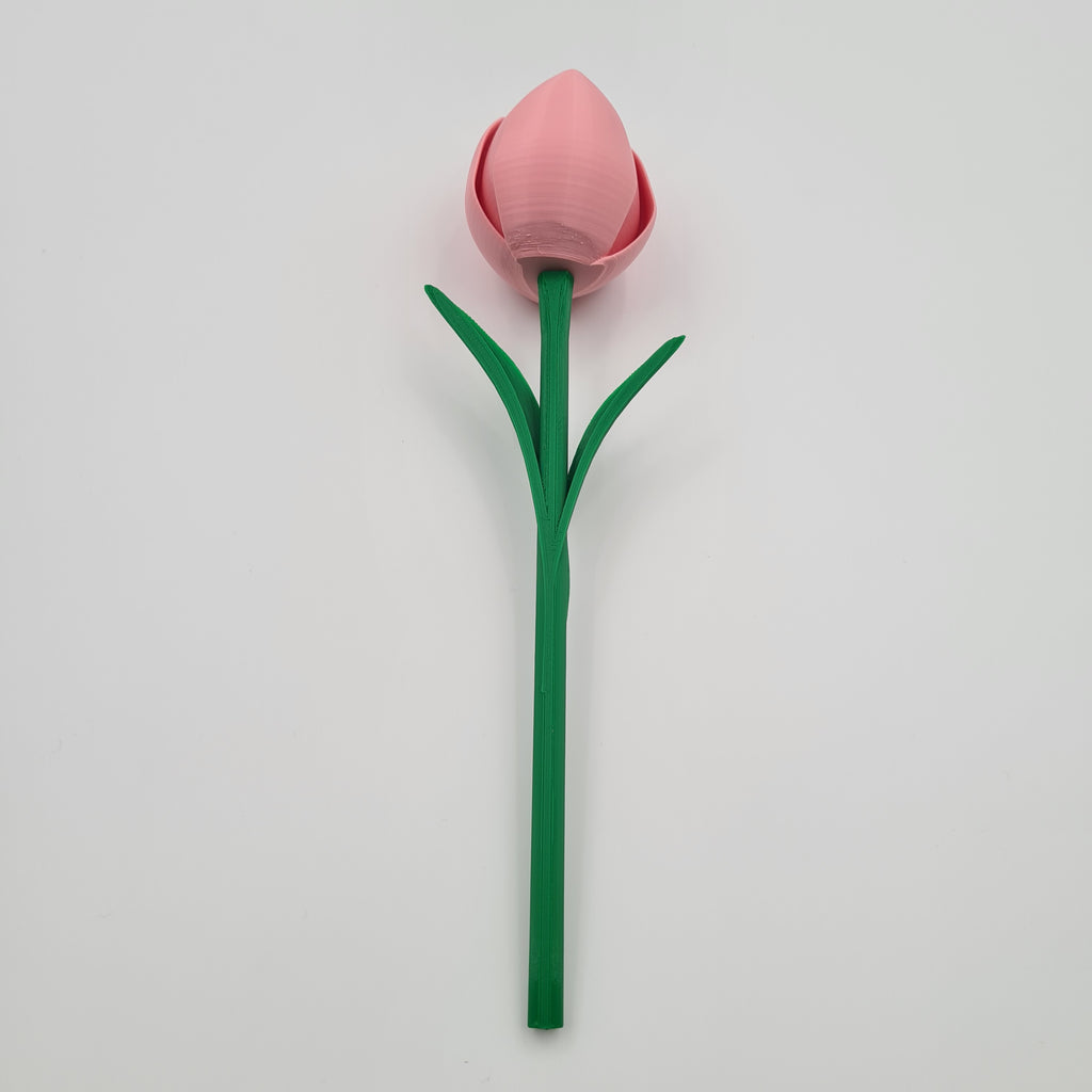 Tulipaner