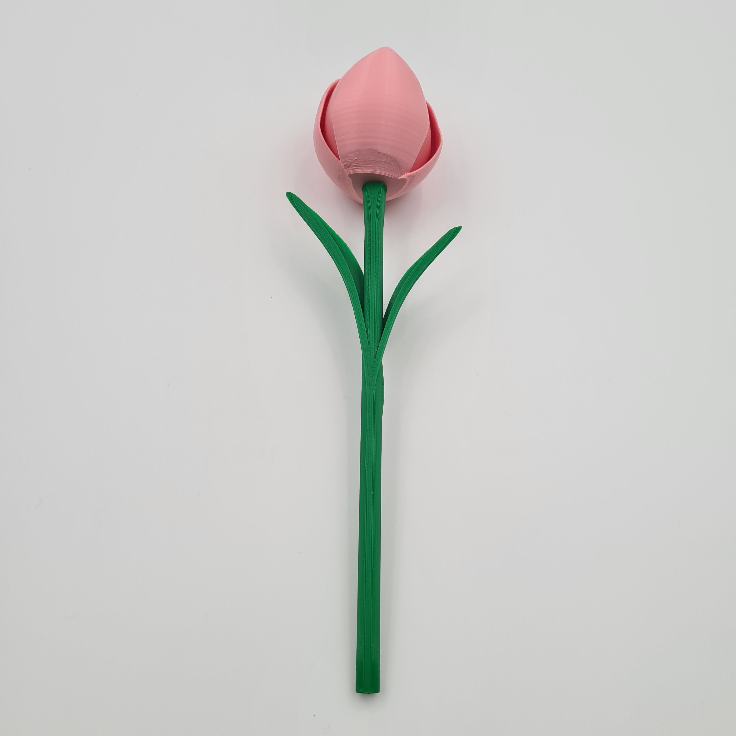 Tulipaner