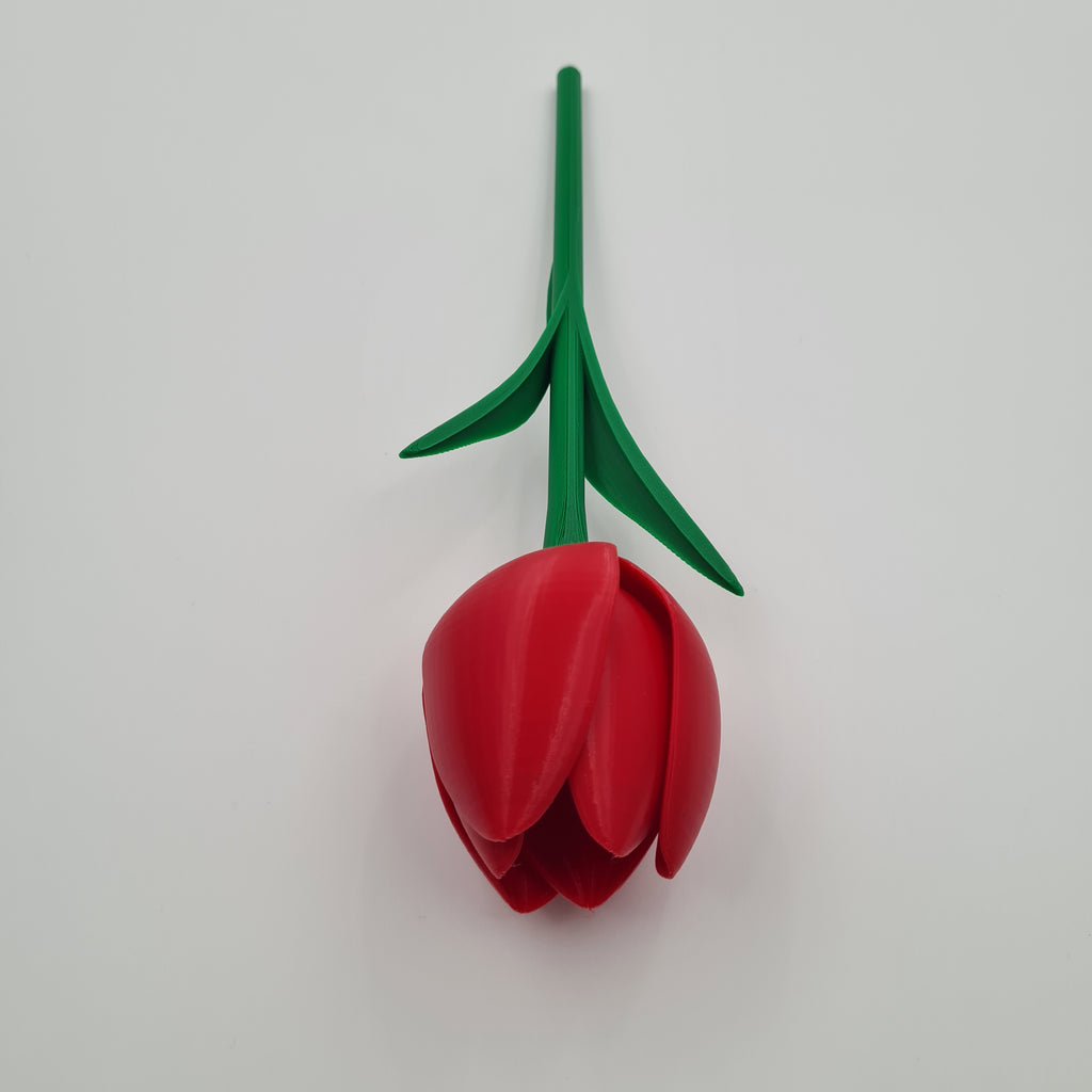 Tulipaner