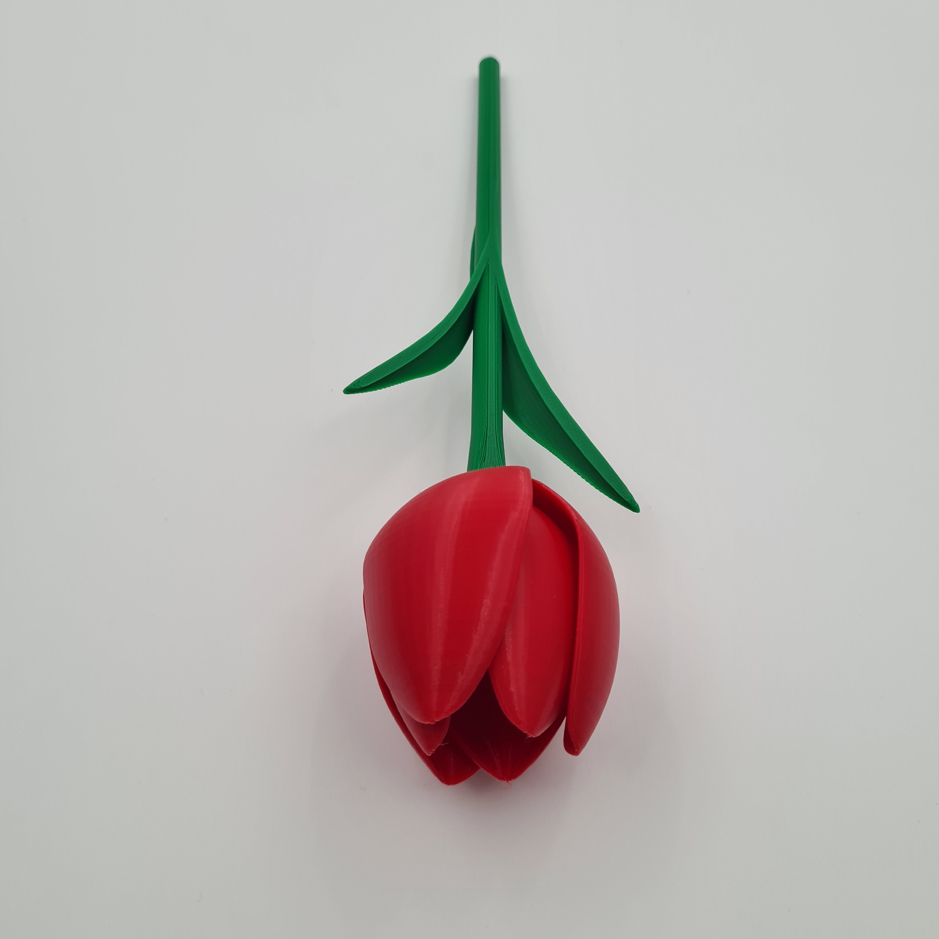 Tulipaner
